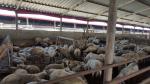 Crescatorie de oi in Dobrogea